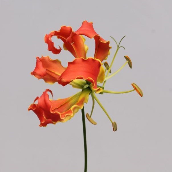 Gloriosa Orange (Short)