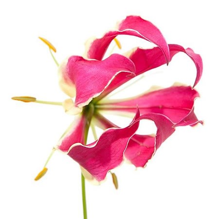 Gloriosa Pink Exotic (Short)