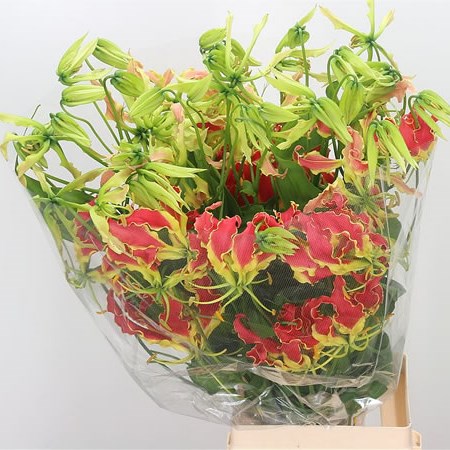 Gloriosa Red Superba (Long)