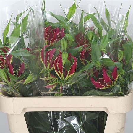 Gloriosa Rothschildiana (Long)