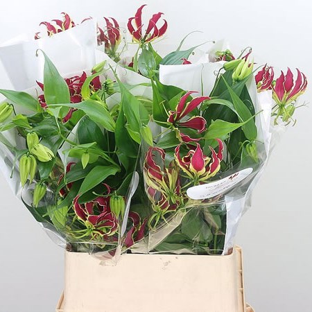 Gloriosa Rothschildiana (Long)