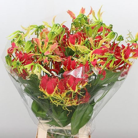 Gloriosa South Wind (Long)