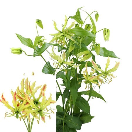 Gloriosa Sparkling Stripe
