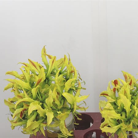 Gloriosa Striped (Short)