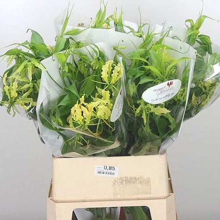 Gloriosa Yellow (Long)