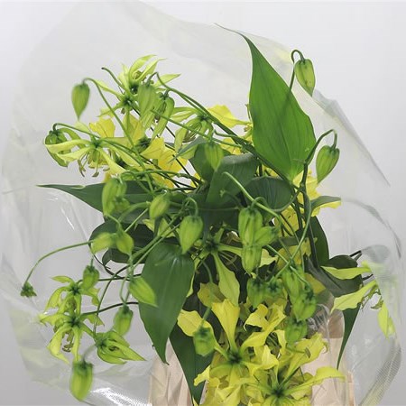 Gloriosa Zipang (Long)