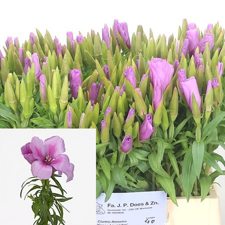 Godetia Clarkia Grace Lavender