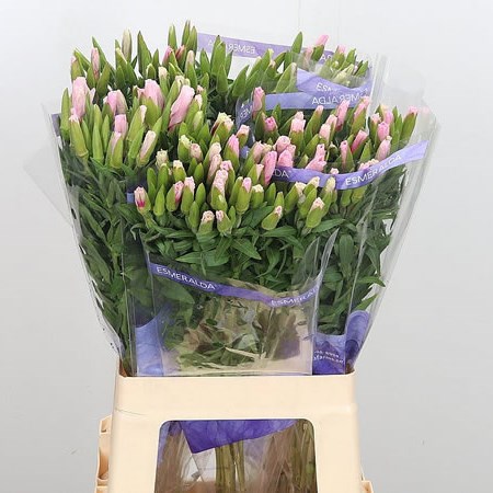 Godetia Clarkia Pink