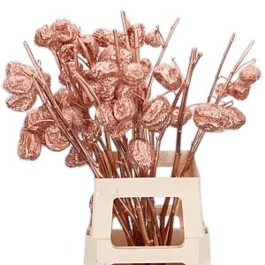 Gomphocarpus Moby Dick dyed Copper