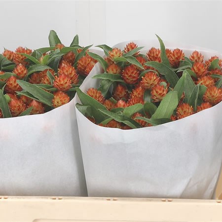 Gomphrena Haageana Orange