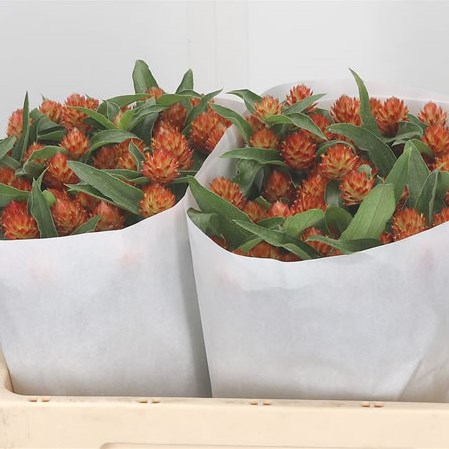 Gomphrena Haageana Orange