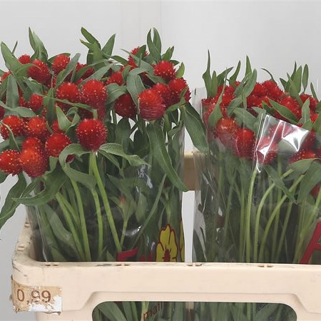 Gomphrena Strawberry Red