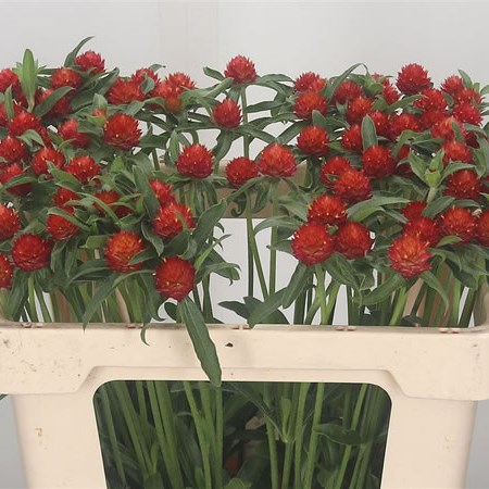 Gomphrena Strawberry Red