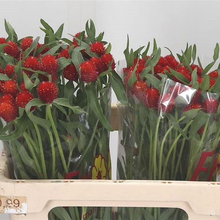Gomphrena Strawberry Red