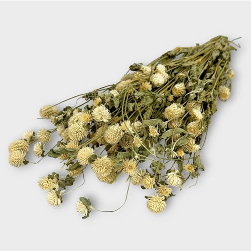 Gomphrena White (Dried)
