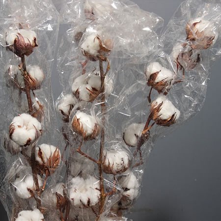 Gossypium Cotton - 7 Buds