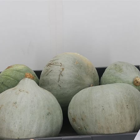 Gourds - Blue Hubbard