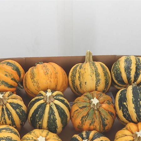 Gourds - Kamo Kamo