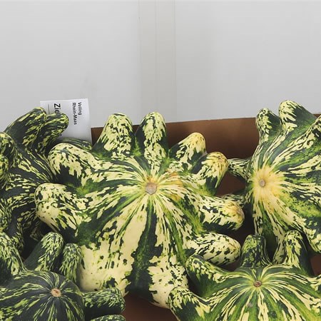 Gourds - Patisson Daimos