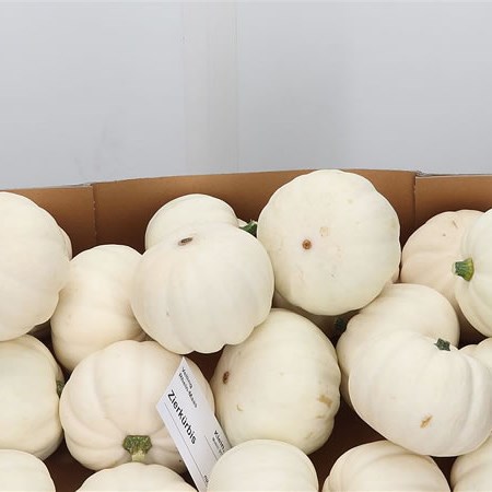 Gourds - Pepo Baby Boo