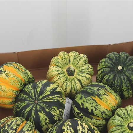 Gourds - Pepo Festival Mix