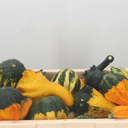 Gourds - Pepo Indian Mix