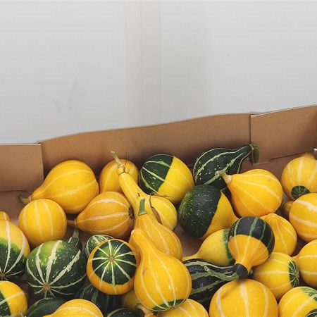 Gourds - Pepo Pears
