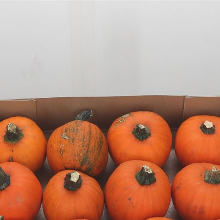 Gourds - Pepo Wee-Bee-Little