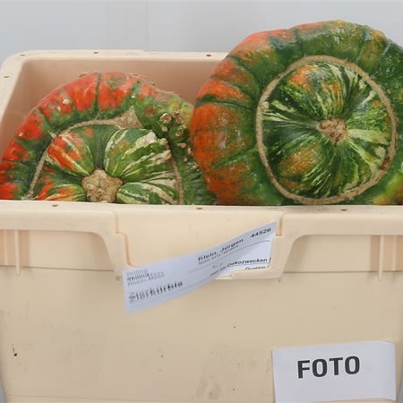 Gourds - Turks Turban Mix