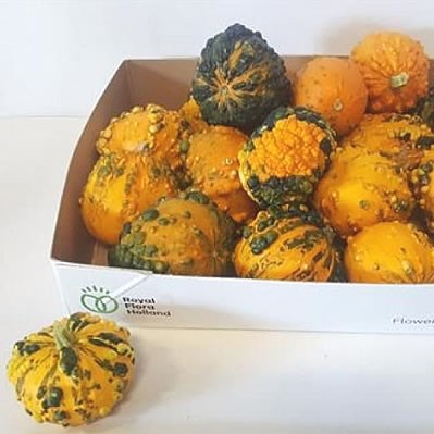 Gourds - Wratten Mix