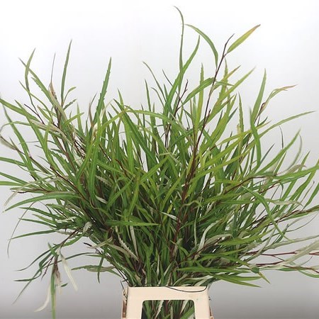 Grevillea