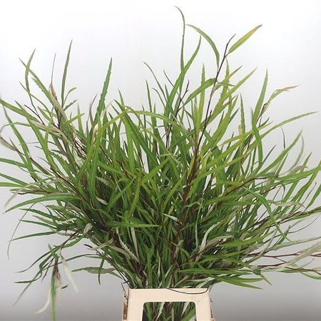 Grevillea