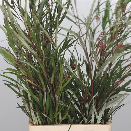 Grevillea