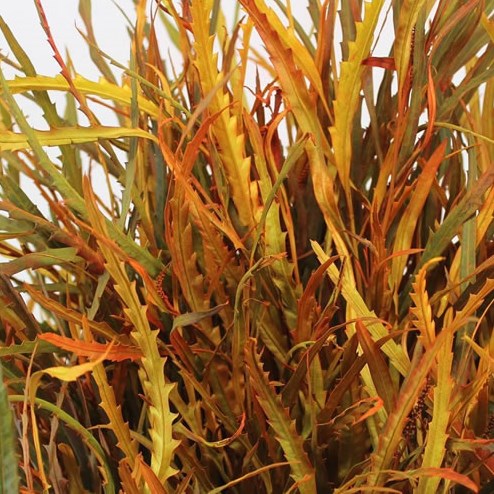 Grevillea Dyed Autumn