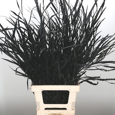 Grevillea Dyed Black