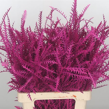 Grevillea Dyed Cerise
