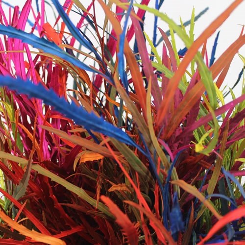 Grevillea Dyed Colour Mix