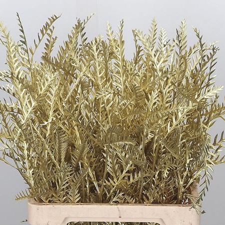 Grevillea Dyed Gold