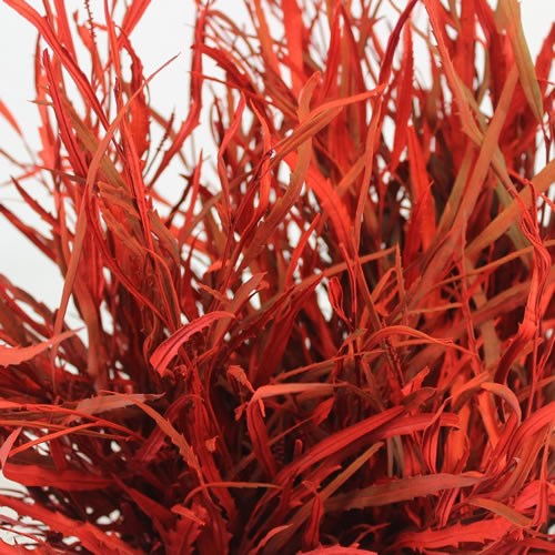 Grevillea Dyed Red