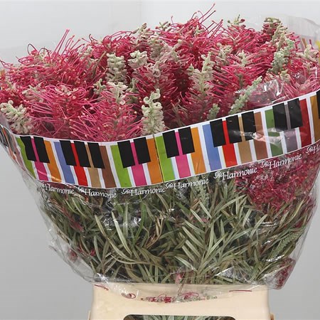 Grevillea Misty Red