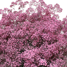 Gypsophila Million Stars dyed Pink