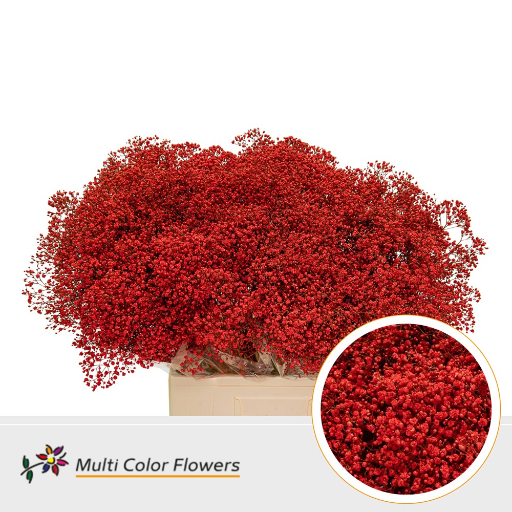 Gypsophila Million Stars dyed Red