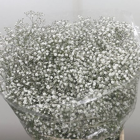 Gypsophila Andromeda