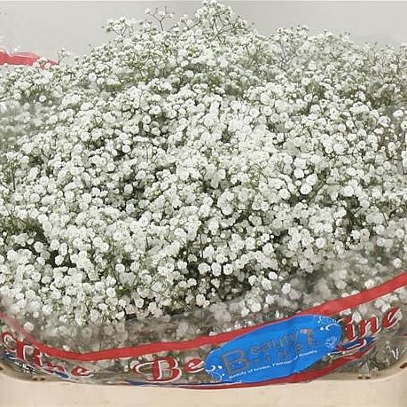 Gypsophila Beauty Bride