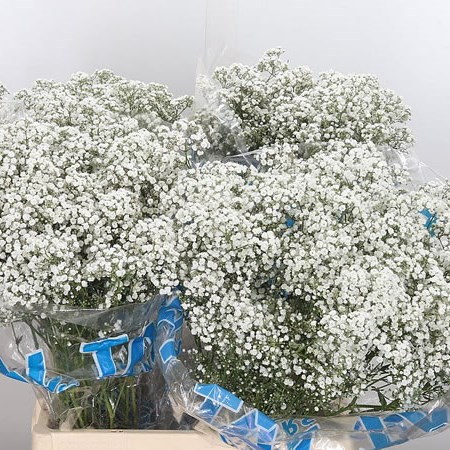 Gypsophila Blancanieves