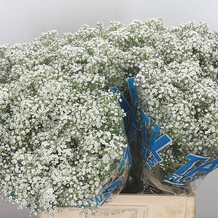 Gypsophila Blancanieves