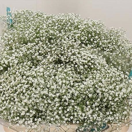 Gypsophila Buy Online Wholesale Flowers Wedding Flowers