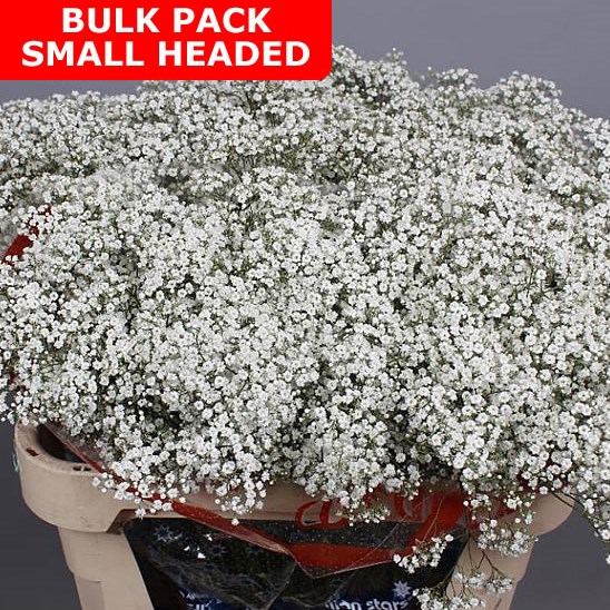 Gypsophila Bulk Pack - Small Headed