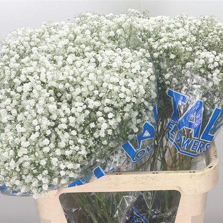 Gypsophila Crystal White