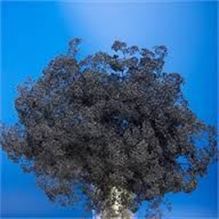Gypsophila Dyed Black